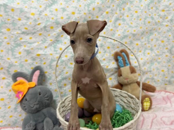 [#28729] Fawn Male Italian Greyhound Puppies For Sale