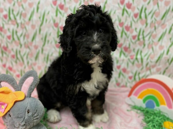 [#28747] Black / Tan Male Bernese Mountain Dog/Standard Poodle Puppies For Sale