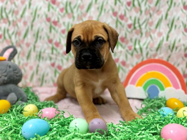 [#28743] Fawn Male Bullmastiff Puppies For Sale