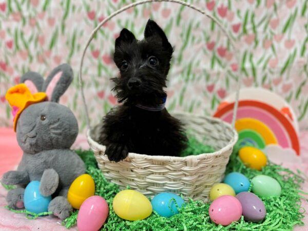 [#28742] Black Male Scottish Terrier Puppies For Sale