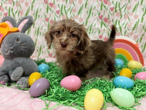 [#28741] Chocolate Dapple Female Dachshund/Poodle Puppies For Sale