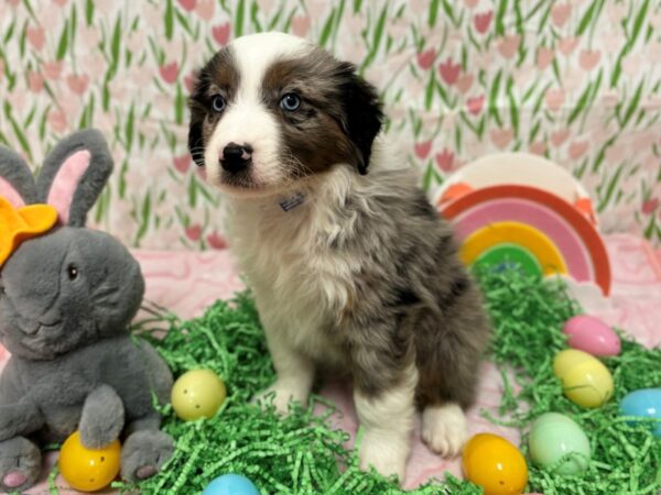 [#28737] Blue Merle White and Tan Male Miniature Australian Shepherd Puppies For Sale