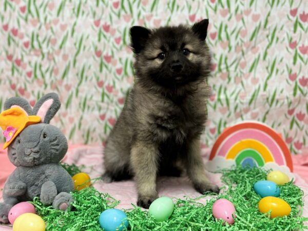 [#28734] Grey Silver and Black Female Keeshond Puppies For Sale