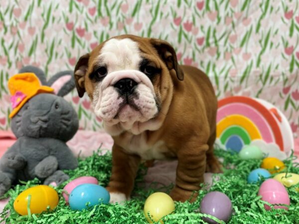 [#28733] Red and White Female English Bulldog Puppies For Sale