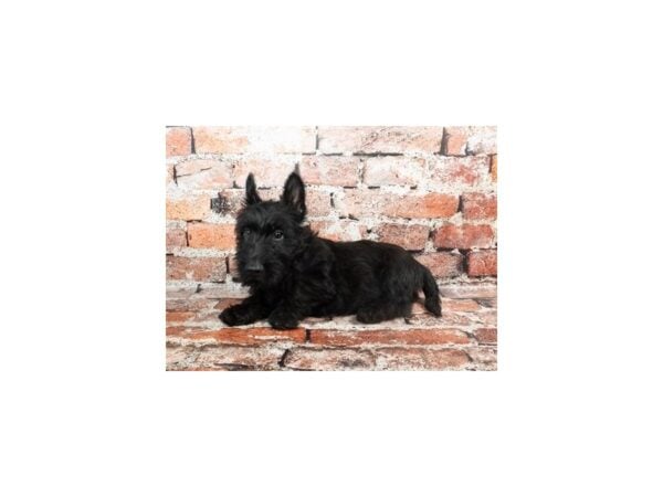 [#28758] Black Male Scottish Terrier Puppies For Sale