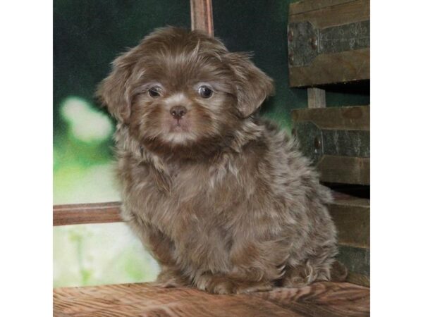 [#28827] Lilac Female Shih Tzu Puppies For Sale