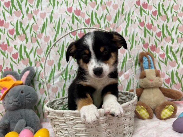 [#28754] Black Tan and White Male Australian Shepherd/Pembroke Welsh Corgi Puppies For Sale