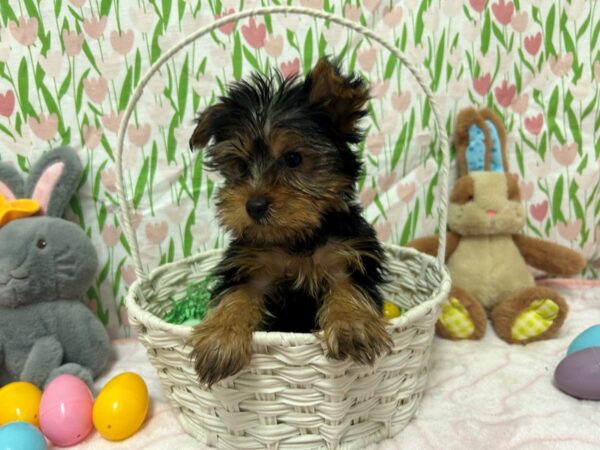 [#28759] Black and Tan Male Yorkshire Terrier Puppies For Sale