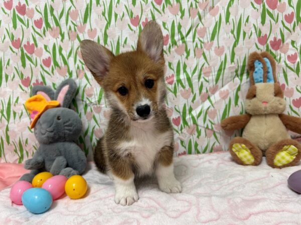 [#28762] Red / White Female Pembroke Welsh Corgi Puppies For Sale