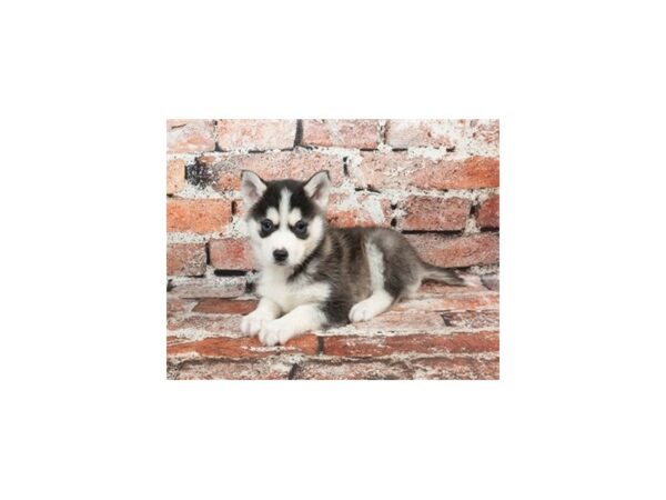 [#28767] Black and White Female F2 Pomsky Puppies For Sale