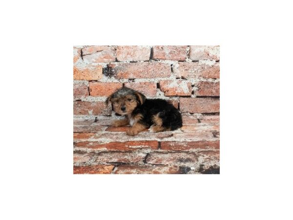 [#28773] Black and Tan Female Yorkshire Terrier Puppies For Sale