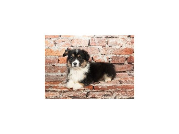 [#28775] Black and Tan Female Pembroke Welsh Corgi Puppies For Sale