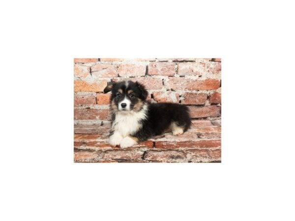 [#28775] Black and Tan Female Pembroke Welsh Corgi Puppies For Sale