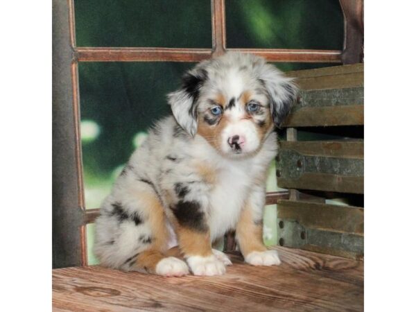 [#28776] Blue Merle / Tan Female Australian Shepherd Puppies For Sale