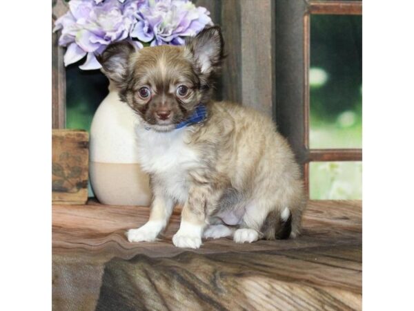 [#28781] Chocolate Sabled Fawn Male Chihuahua Puppies For Sale