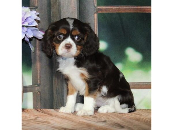 [#28783] Chocolate / Tan Male Cavalier King Charles Spaniel Puppies For Sale