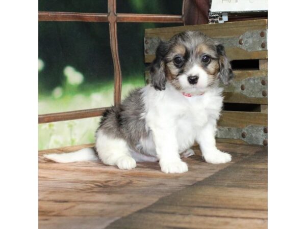 [#28784] White / Blue Merle Male Cavalier King Charles Spaniel/Poodle Puppies For Sale