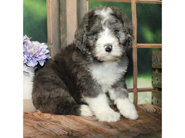 [#28785] Blue Merle Male Bernese Mountain Dog/Standard Poodle Puppies For Sale