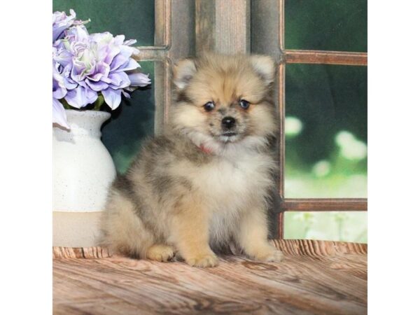[#28787] Red Merle Male Pomeranian Puppies For Sale