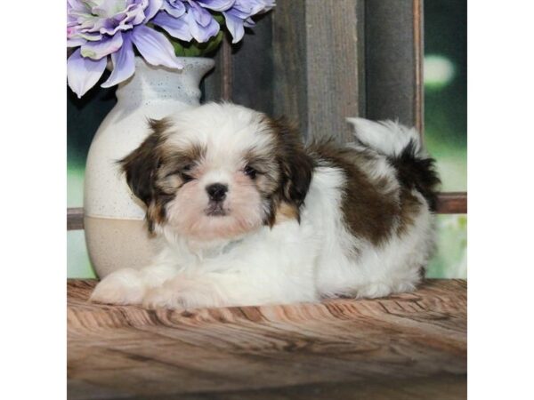 [#28788] White / Gold Female Shih Tzu Puppies For Sale