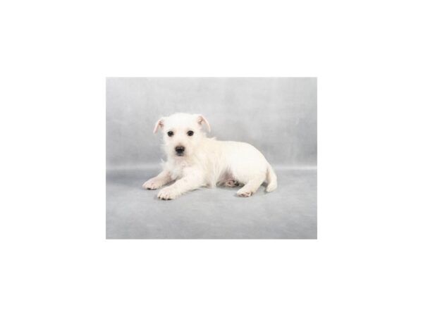 [#28794] White Male West Highland White Terrier Puppies For Sale