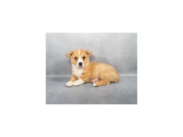 [#28795] Red and White Female Australian Shepherd/Pembroke Welsh Corgi Puppies For Sale
