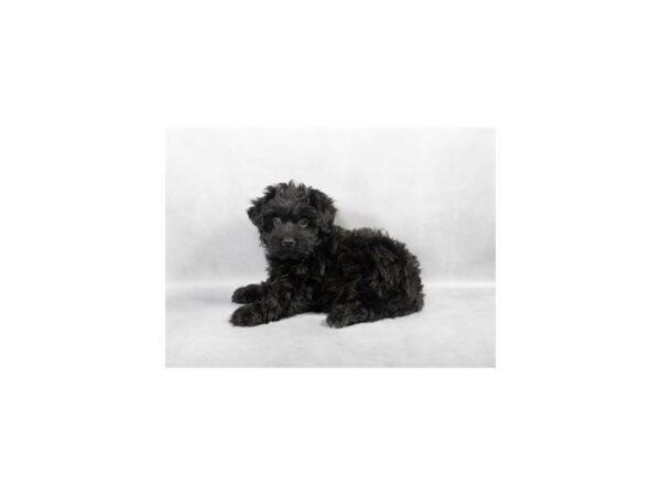 [#28797] Black Female Poodle/Yorkshire Terrier Puppies For Sale