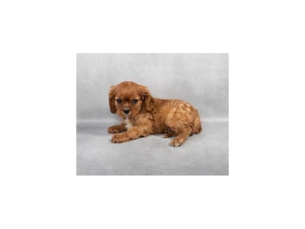 [#28799] Ruby Female Cavalier King Charles Spaniel Puppies For Sale