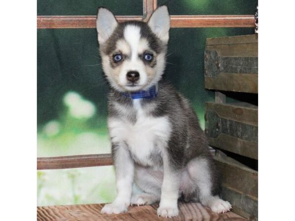[#28805] Black / White Female Alaskan Klee Kai Puppies For Sale