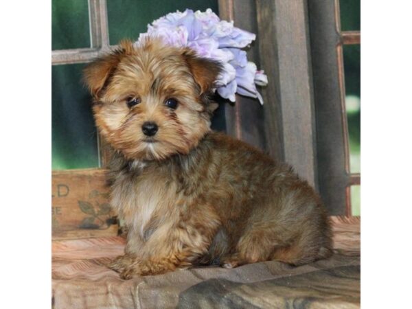 [#28808] Red Sable Male Yorkshire Terrier Puppies For Sale