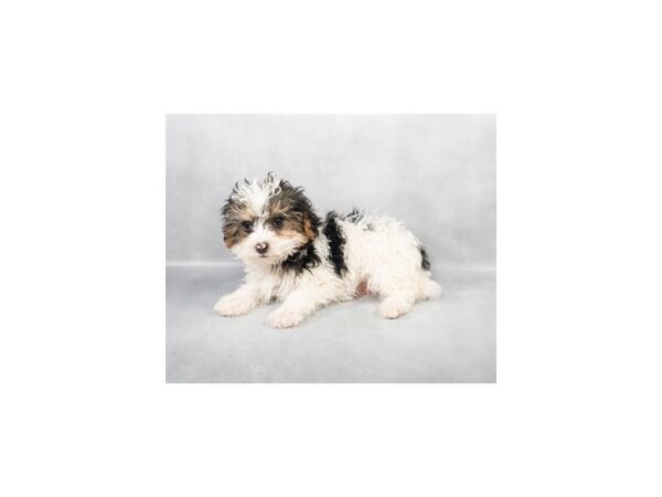 [#28811] Black and Tan Male Poodle/Yorkshire Terrier Puppies For Sale