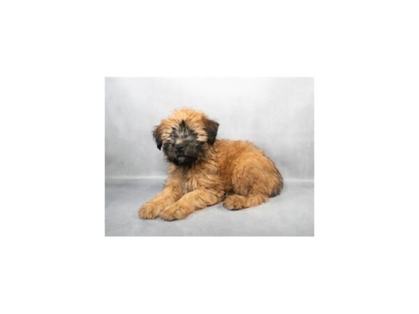 [#28812] Wheaten Female Soft Coated Wheaten Terrier Puppies For Sale