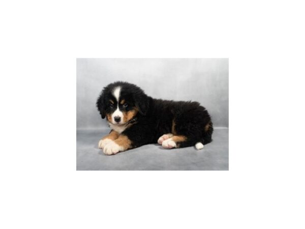 [#28813] Black Rust and White Male Bernese Mountain Dog Puppies For Sale