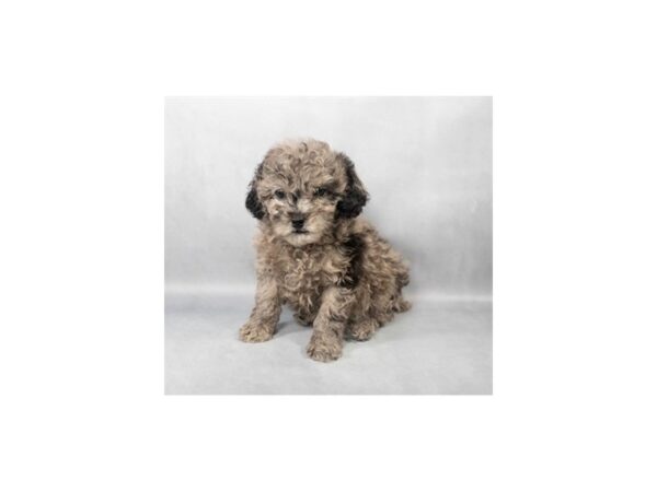 [#28814] Blue Roan Female F1B Cockapoo Puppies For Sale