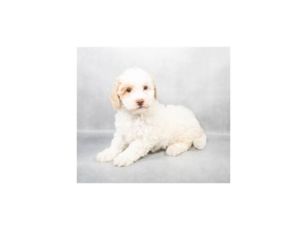 [#28816] White and Apricot Female Bichon Frise/Poodle Puppies For Sale
