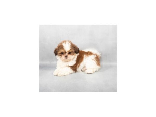 [#28817] Liver and White Female Shih Tzu Puppies For Sale