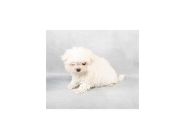 [#28818] White Female Maltese Puppies For Sale