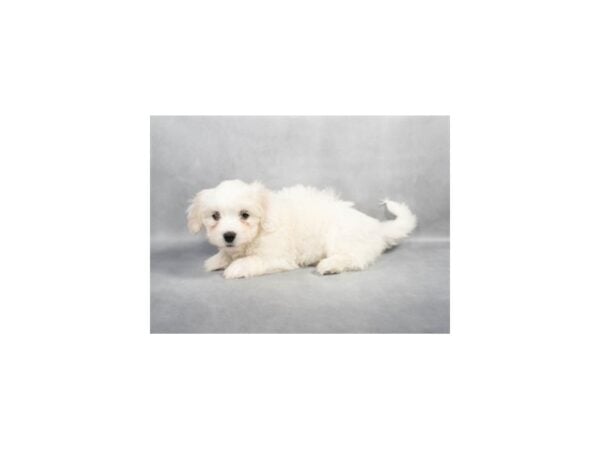 [#28819] White Female Coton De Tulear Puppies For Sale