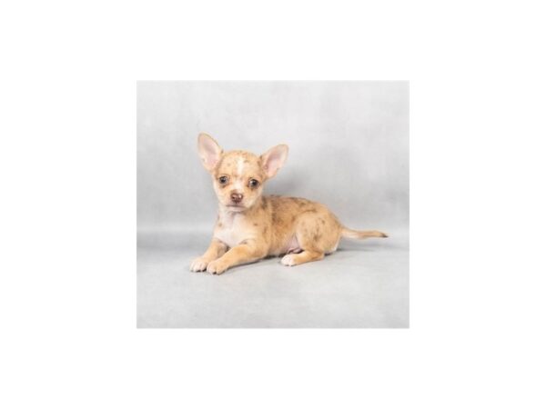 [#28820] Red Merle Male Chihuahua Puppies For Sale