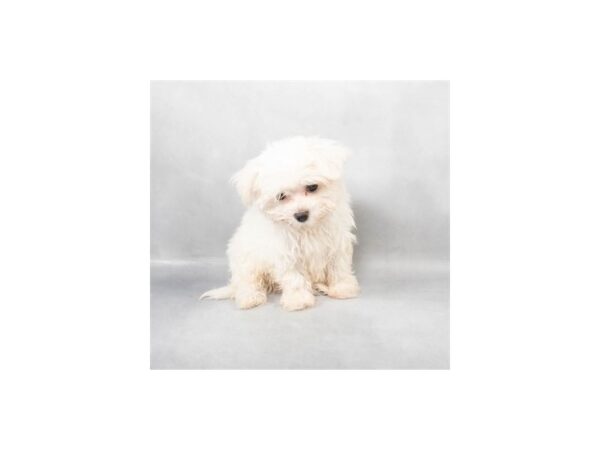 [#28822] White Female Maltese Puppies For Sale