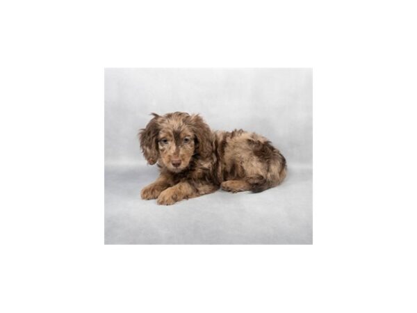 [#28823] Chocolate Dapple Male Dachshund/Poodle Puppies For Sale