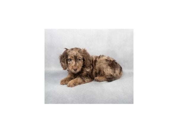 [#28823] Chocolate Dapple Male Dachshund/Poodle Puppies For Sale