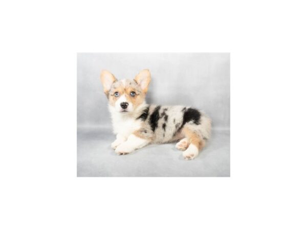 [#28825] Merle Female Cardigan Welsh Corgi/Pembroke Welsh Corgi Puppies For Sale