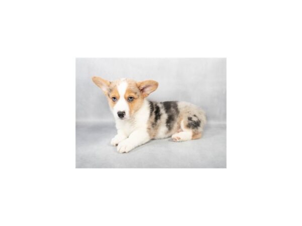 [#28826] Merle Male Cardigan Welsh Corgi/Pembroke Welsh Corgi Puppies For Sale