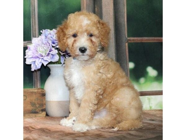[#28828] Golden Male F1B Mini Goldendoodle Puppies For Sale