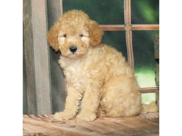 [#28829] Golden Male F1B Mini Goldendoodle Puppies For Sale