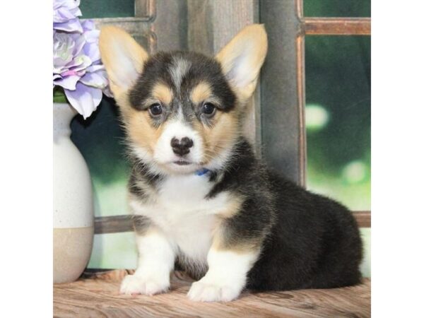 [#28831] Black / Tan Male Pembroke Welsh Corgi Puppies For Sale