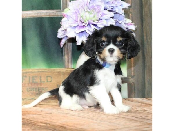 [#28832] White Black / Tan Male Cavalier King Charles Spaniel Puppies For Sale
