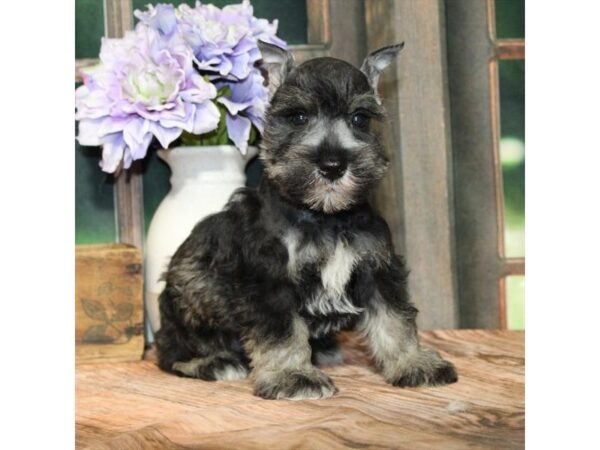 [#28833] Salt / Pepper Male Miniature Schnauzer Puppies For Sale