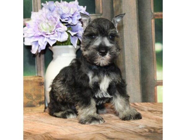 [#28833] Salt / Pepper Male Miniature Schnauzer Puppies For Sale